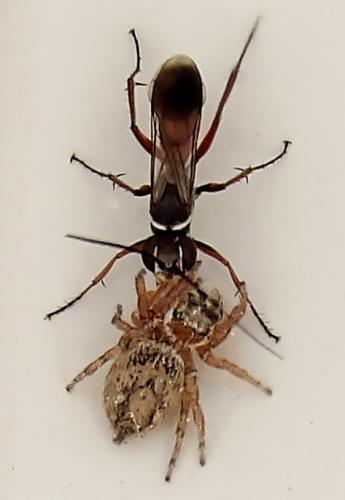 Réf. 307 639 : Agenioideus sp.
